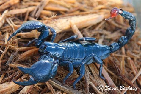 Blue Emperor Scorpion Land And Sea Creatures Pinterest