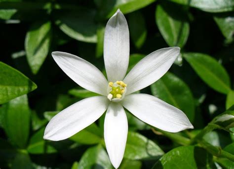 10 Gambar Bunga Melati Putih