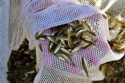 Out Of Season Bass Spawning Doubles Hatchery Production