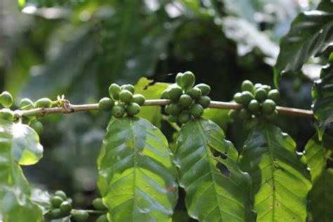 Coffee Arabica Plant Light Coffea Arabica Caturra Dwarf Arabica