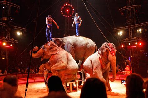 Réunions Ministérielles Sur Les Animaux Sauvages Dans Les Cirques