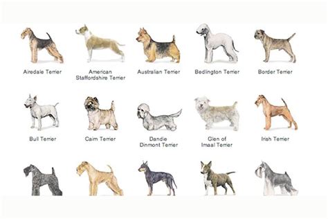 Learn The Breeds Terrier Group