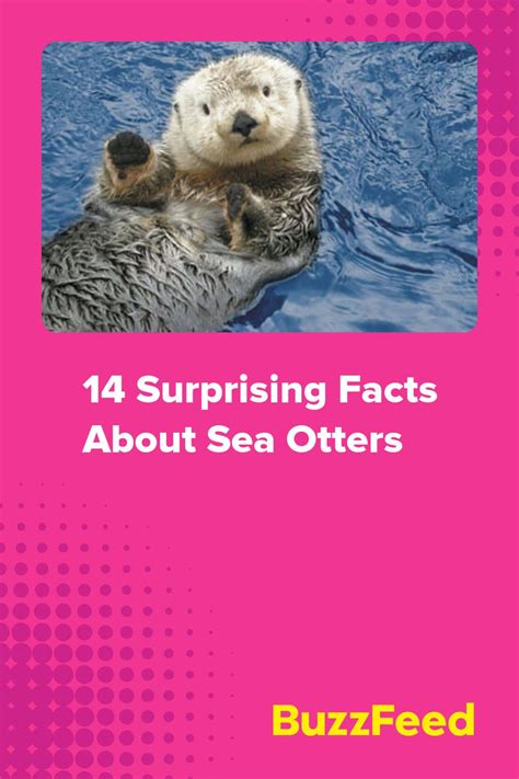 Otters Holding Hands Surprising Facts Sea Otter Cute Animals