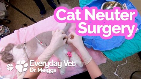Cat Neuter Surgery A Walkthrough Of The Surgical Procedure Youtube