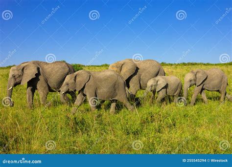 The African Bush Elephant Stock Photo Image Of Head 255545294