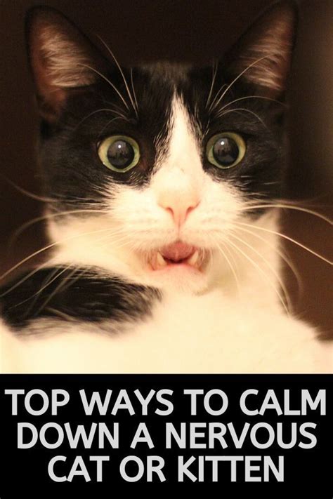 How To Calm A Nervous Cat Cute Kitty Cat