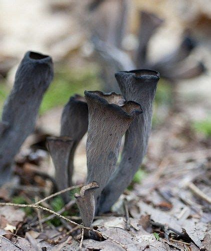 Know Your Michigan Mushrooms Black Trumpet Stuffed