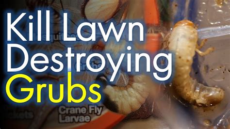 Patchy Lawns Get Rid Of The Grub Worms First Youtube