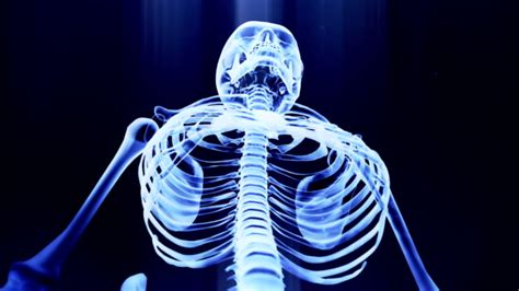 Royalty Free Human Skeleton Hd Video 4k Stock Footage And B