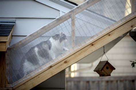 Catios Are Cool Hangouts For Indoor Cats To Be Safe Outdoors The Star