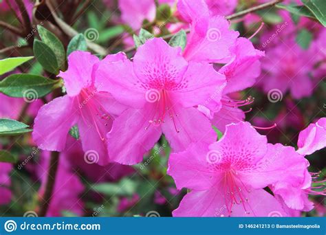 Southern Indica Azaleas Formosa Stock Image Image Of Indica Pink