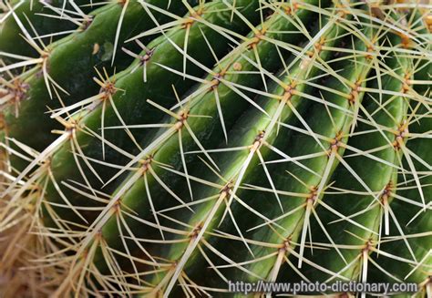 The small cactus charms can be easily added or removed based on preference. cactus needles - photo/picture definition at Photo ...