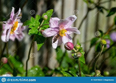 Honey Bee Gathering Nectar From Japanese Anemone Flower Stock Photo