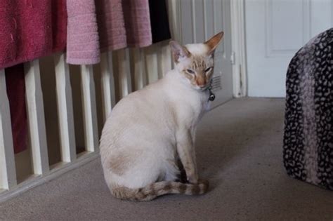 Tabby Point Siamese Cats Siamese Cat Breeder