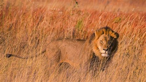 Was bedeutet das und was sagt es über die persönlichkeit aus? Löwen in Südafrika fressen mutmaßlichen Wilderer auf — RT ...