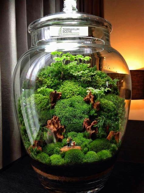 Terrariums have become quite trendy lately. Bonsai Terrarium For Landscaping Miniature Inside The Jars ...