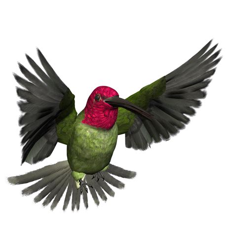 Free High Resolution Graphics And Clip Art Bird Png Graphics Clipart