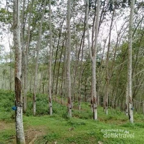 July 07, 2021 foto praweding kebun karet. Wisata ke Kebun Karet di Bulukumba