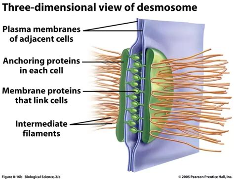 Difference Between Desmosomes And Hemidesmosomes - What is the difference between desmosomes and hemidesmosomes? - Quora