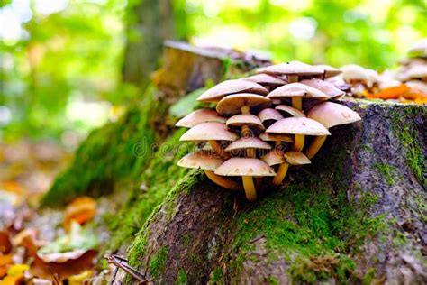 Brown Wild Mushrooms In Forest Stock Image Image Of Poisonous Wild