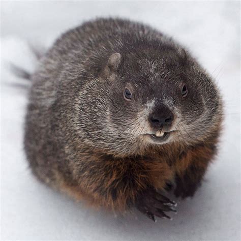 Groundhog Day: A Short History of Notable Canadian Groundhogs (and One Prognosticating Lobster ...