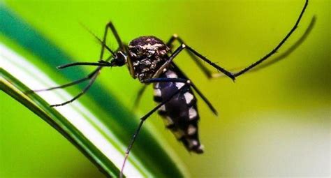 Minsa Advierte De Incremento De Casos De Dengue En Numerosas Regiones