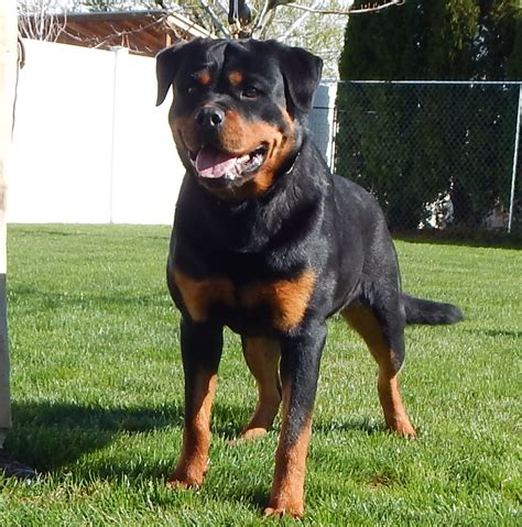 They are strong and intense with an affectionate heart. Adorable Rottweiler Puppies for Sale | Our German Pedigree ...