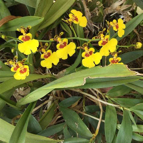 Oncidium Varicosum Dancing Lady Orchid In Gardentags Plant Encyclopedia