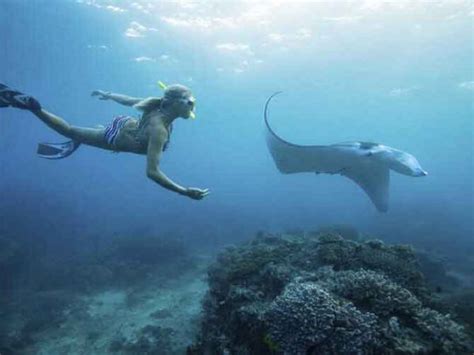 Snorkeling Manta Bay Nusa Penida Lokasi Dan Harganya