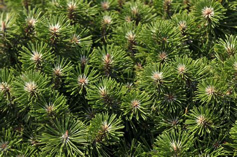 How To Grow And Care For Dwarf Mugo Pine Hot Sex Picture