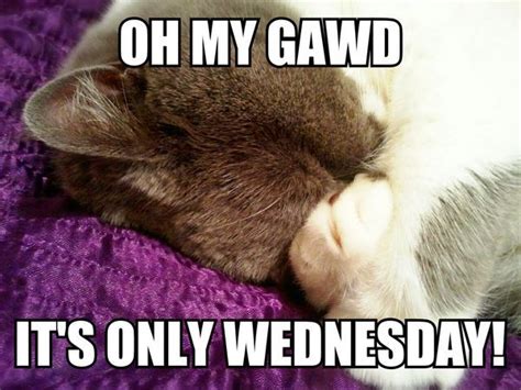 Really Funny Wednesday Memes To Get You Through The Week