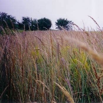 Maybe you would like to learn more about one of these? Tall Native Prairie Grass Seed Mix
