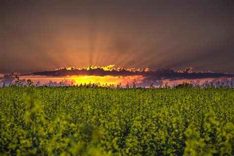 Canola Sunset Clouds Scattering The Setting Sun Into Rays Flickr