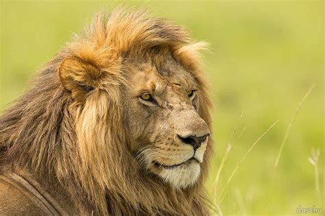 13 Stunning Safari Photographs Of Wild Animals In Kenya