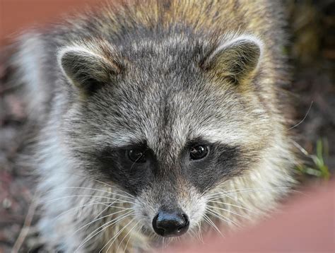 Raccoons Gorgeous Face Photograph By William Tasker Fine Art America