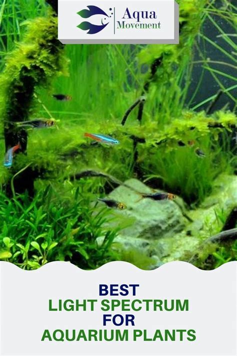 Best Light Spectrum For Aquarium Plants Aqua Movement Planted