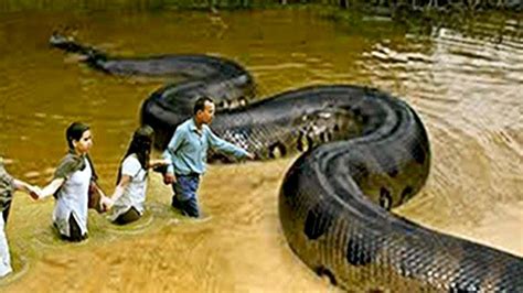 Top 10 Biggest Animals In The World Scary Animals Giant Anaconda