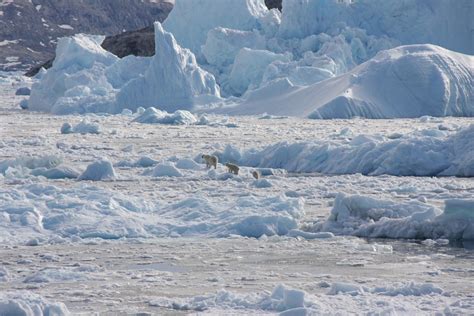 Greenland Polar Bears Are Adapting To A Less Icy World Popular Science