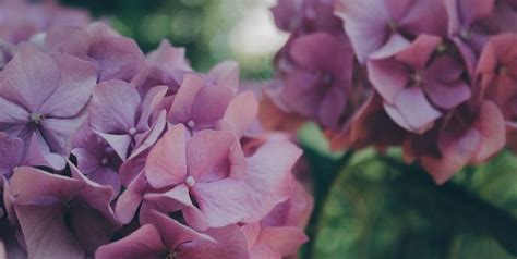 A problem many people have is there hydrangea leaves wilting and turning brown. Pin on Garden