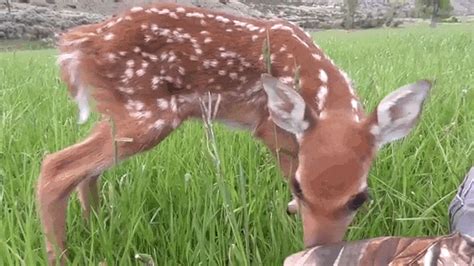 Baby Deer Social Vibessocial Vibes