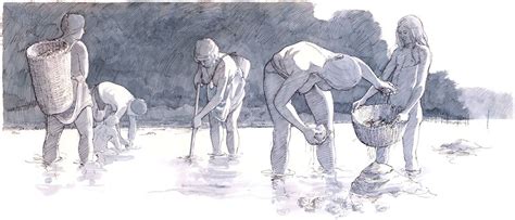 Late Mesolithic People Of The Ertebølle Culture Gathering Oysters By