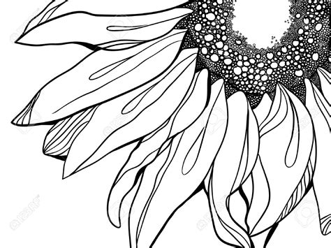 Sunflower Line Drawing At Getdrawings Free Download