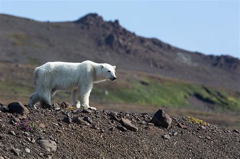 Where Do Polar Bears Live Worldatlas