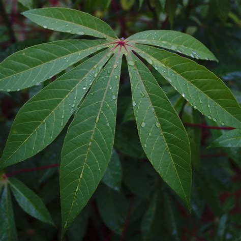 Cassava Leaf Free Photo Download Freeimages