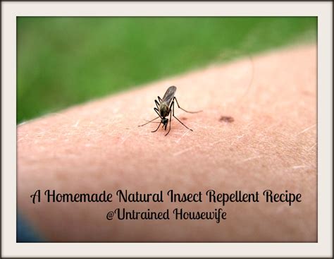 A Homemade Natural Insect Repellent With Essential Oils