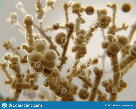 Candida Yeast A Pathogen That Causes Candidiasis Stock Illustration