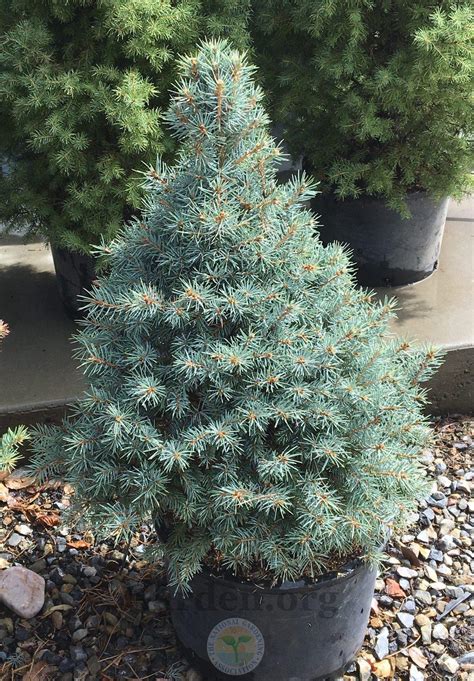 Blue Spruce Picea Pungens Sester Dwarf® In The Spruces Database