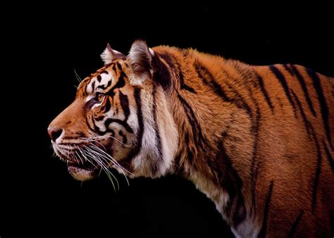 Isolated Profile Of A Tiger Photograph By Photo By Steve Wilson Fine