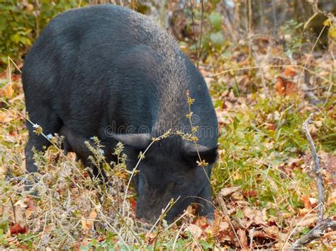 Wild Boar In The Autumn Forest Stock Photo Image Of Light Forest