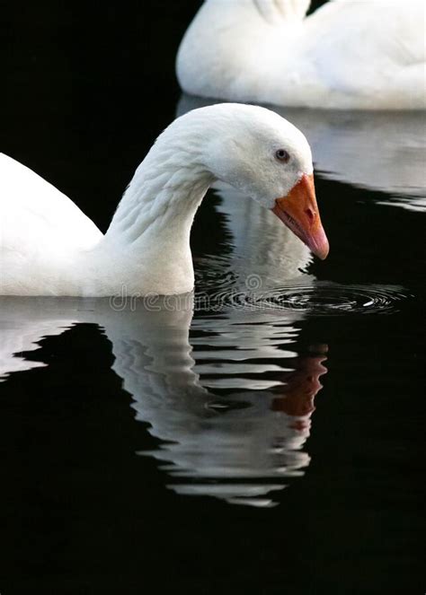 White Duck Swimming In River With Reflection In Water Stock Photo
